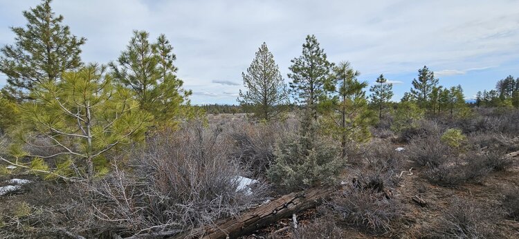 1.9-acres of Prime Wilderness Available Now!