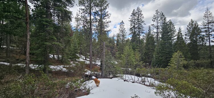 Escape to Nature: 3.77 Acres in Klamath County!