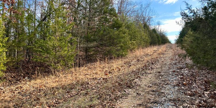 .31 Acres with City Water Access in Izard, AR! For $93/MO