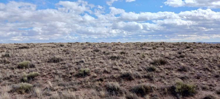 Meditate, Seek Calm: 1.16 Peaceful Acres in Apache County