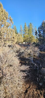 Land Deal of a Lifetime! 2.57 Acres on Polar Bear Lane