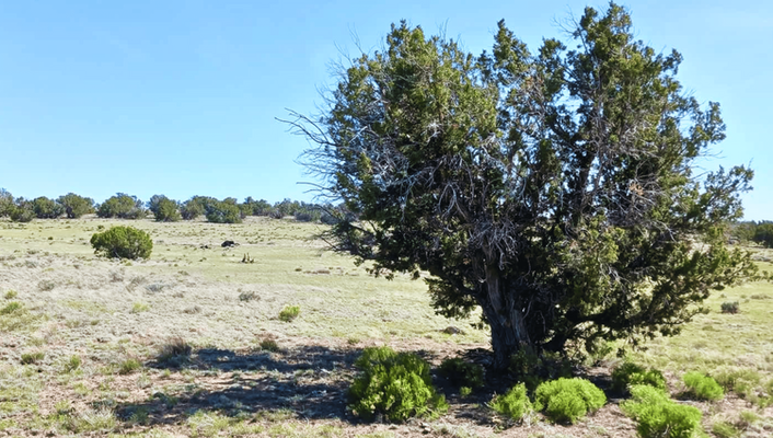 See Panoramic Mountain Views! 1.15 Ac In Concho,AZ @$150/MO!