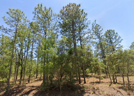 Prime Land Listing in Dunnellon, FL!  Seize the Opportunity!