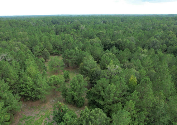 Live The FL Dream: 0.23 Acres-$200/Mo! No Credit Checks!