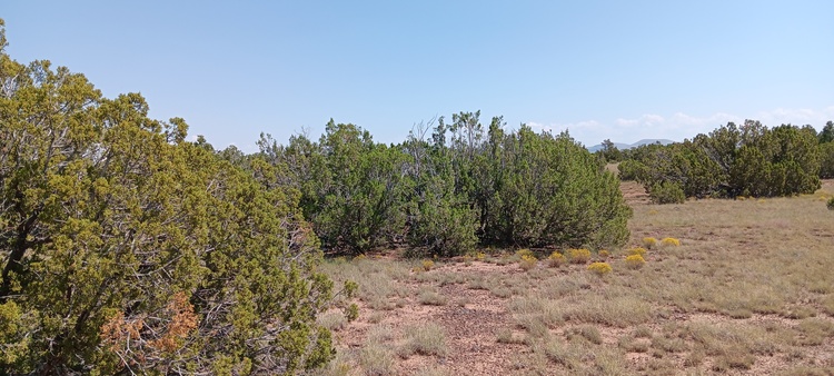 Trees on your 1.03 acre AZ land - just $219/month!