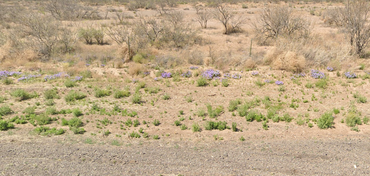 Invest in 0.50-Acres of Buildable Land in Luna, NM!