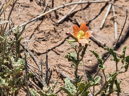 Make the Smart Investment Today! 10 acres in Navajo AZ