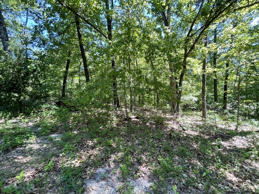 In the thick of it - 0.22 Acre Lot Exeter Ln