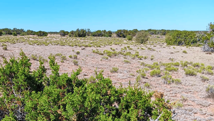 Make Your Own Horizon! 1 Acre In Chambers, AZ @ $70/MO!