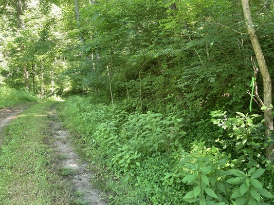 SOLD! 1.21 Acres in Ashe County: Yours for $329 Down!