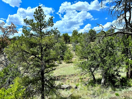 Claim Outdoorsman Paradise in Cibola NM 2.5 acre for $150/mo