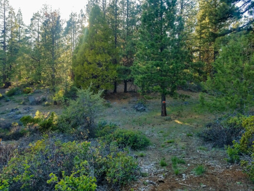 Get Ready for Adventure on this 2.5 acre in OR - $299/mo