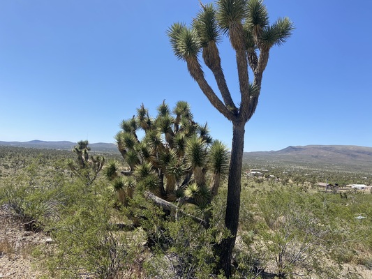 Picture Perfect Mountain Scenes in Mohave AZ!