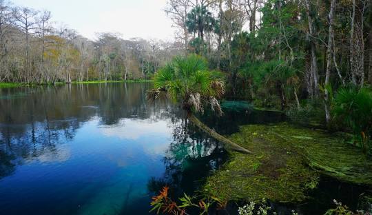 Your Nature-Filled Retreat Awaits in Marion, FL – $249 Down!