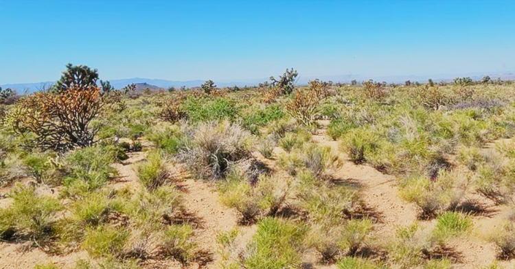 4 Acres of Paradise in Yucca, AZ– Only $249 Down, Don't Wait