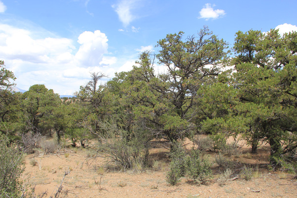 $300/Month-Incredible 5.07 Acres with Trees in Costilla, CO!