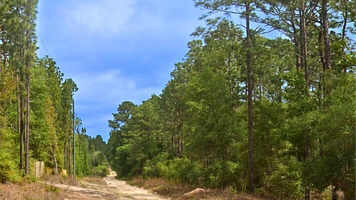 Secluded, Flood-Free 0.23-Acre Wooded Lot in Satsuma, FL!