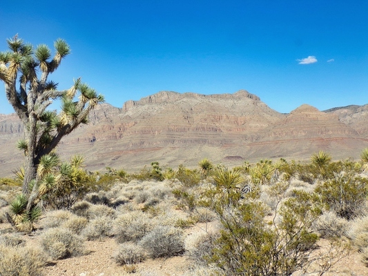 Off-Grid Desert Sanctuary