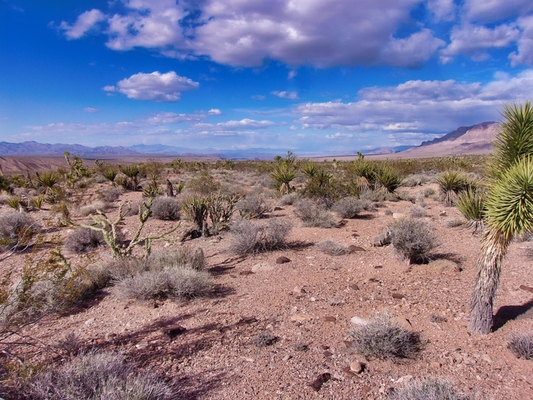 Untouched AZ Wilderness