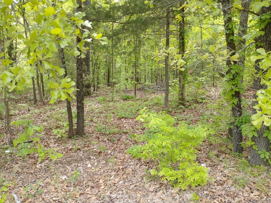 Your Own 0.212 Acre Utopia in Izard County, AR. Only $89/Mo!