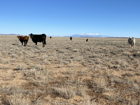 5 Acres Corner Lot with Amazing Colorado Views! $59 Down!