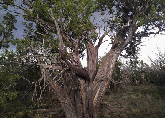 Own a piece of this amazing Arizona Landscape!