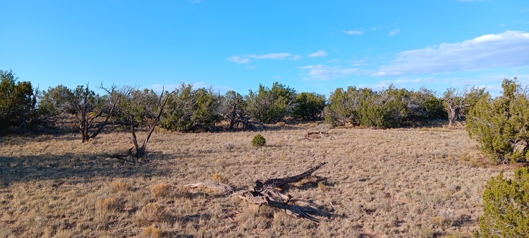 $10 Down January SALE!!! 2.47 Acres near Sanders AZ