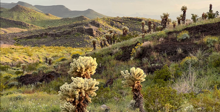 1.24 Acres Agricultural Residential Mohave AZ, $123/mo!