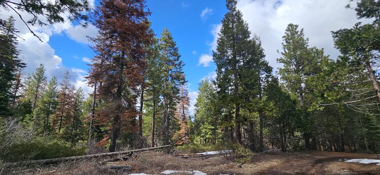 Escape to Nature: 3.77 Acres in Klamath County!