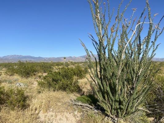 Simplistic Beauty in Mohave County, AZ!