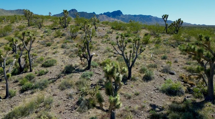 Escape to Your Private Paradise in Mohave County, Arizona!  $250 DOWN!