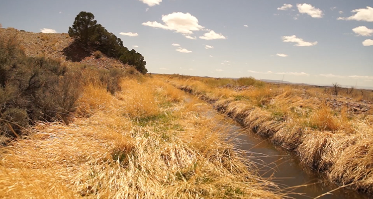 5.2 Acres of Freedom with Creek!