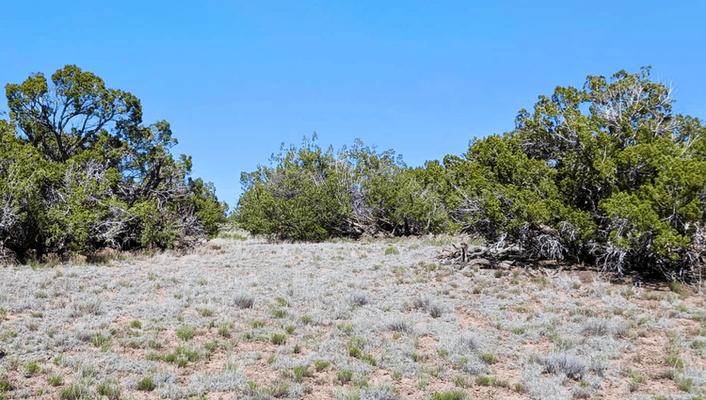 Go Beyond City Limits! 1.01 Acre In Chambers, AZ @$150/MO!