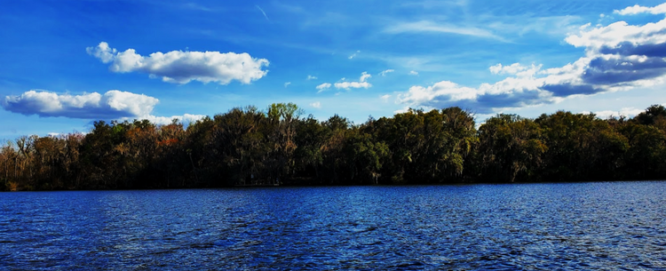 0.23 Acres of Lush Greenery in FL $184/Mo—w/ Electricity!