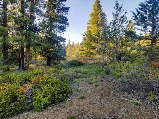 Enjoy the natural beauty of this 2.8-acre in OR - $299/mo