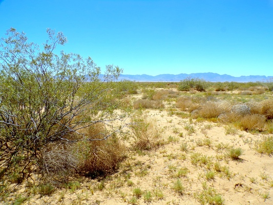 Scenic  Mountain Views for Adventurous:1.25 Acre for $99/mo
