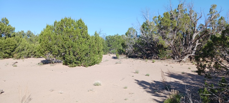 Escape to Your Off-Grid Oasis Near St. Johns, AZ