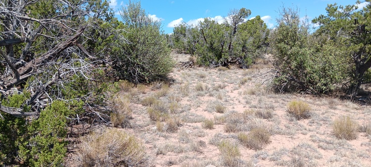 We Can Fuel Your Wanderlust with This 4.64-Acre AZ Land