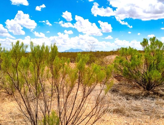 Special Offer: 0.17-Acre in Douglas, AZ! SOLD