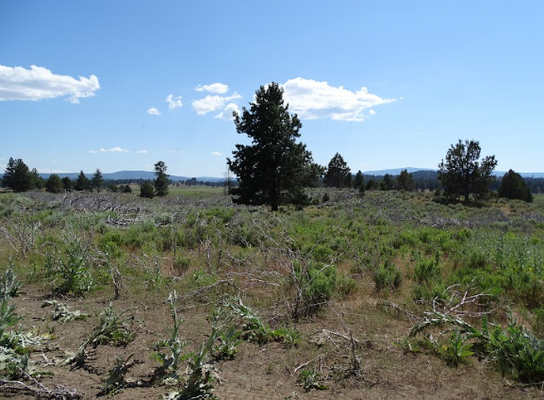 Blue skies and mountain views - $500/mo