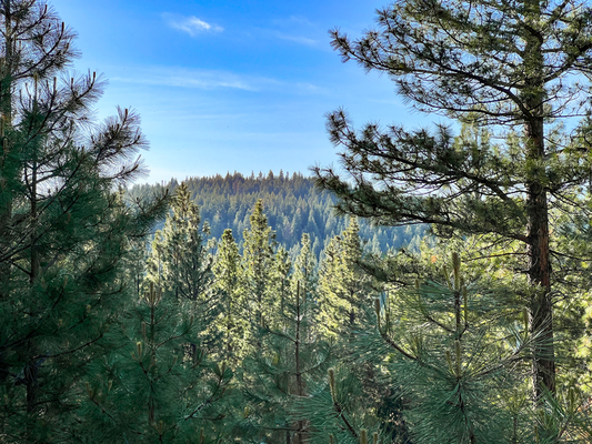 0.92 Acres in the Mature Pine Forest