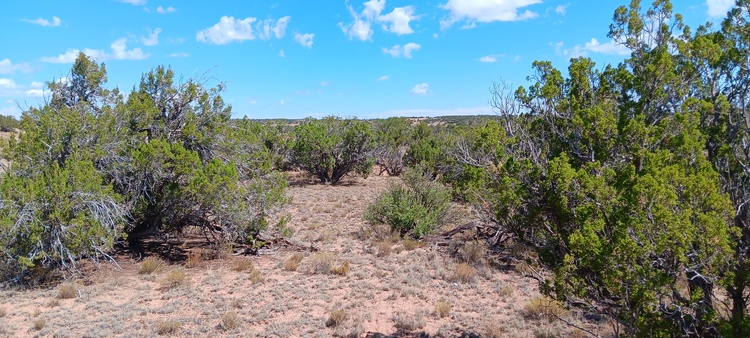 We Can Fuel Your Wanderlust with This 4.64-Acre AZ Land