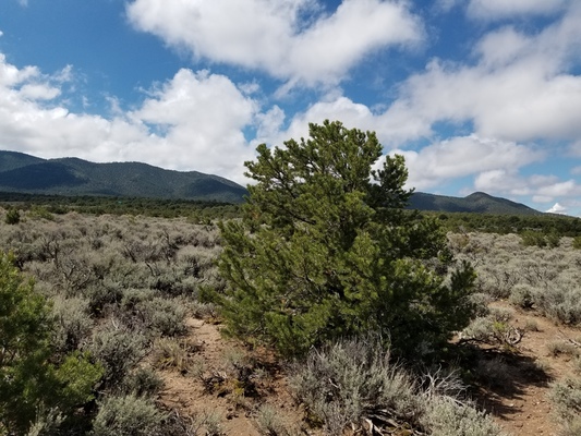 5.2 Acres Enviable Gem in Costilla With EASY road access!