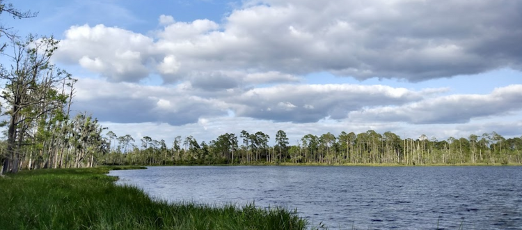 .22 Acres of Sun-Kissed Freedom in Putnam, FL for $230/MO