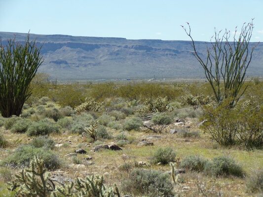 Build Your Desert Oasis on Stunning Arizona Land Now!