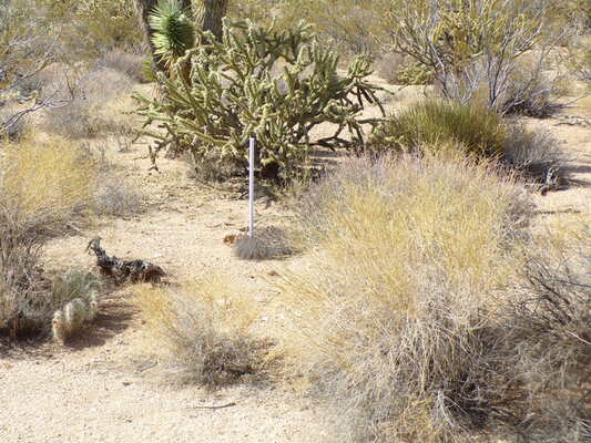 2 Acres of No HOA & No Limits in Mohave, AZ- $249/Mo!