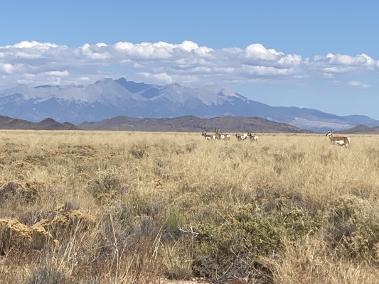 You are in Luck!  10 acres available in Costilla, Colorado