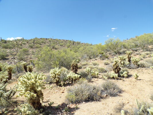 Blaze Your Own Trail on 1.25 Acres in AZ for Just  $90/Mo!