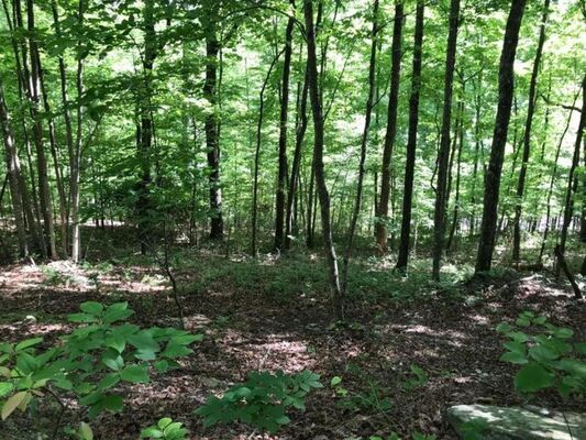 1.8 Acre Tennessee Gem With Creek! Only $299