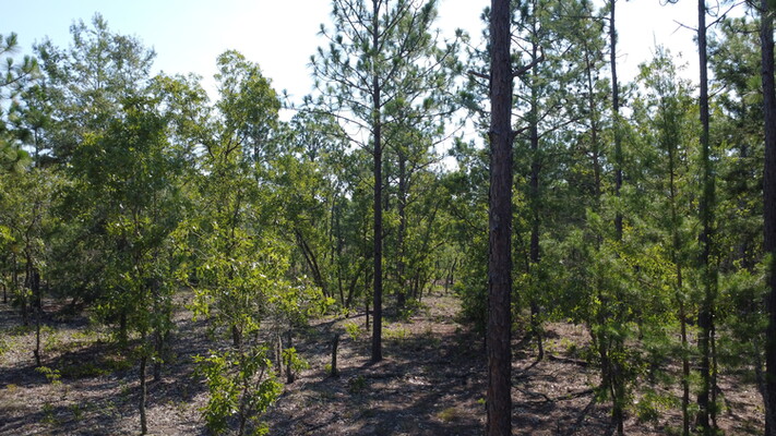 .20- Acres of Breathtaking Views In Putnam, FL For $250/MO